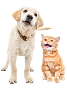 Barking labrador puppy and meowing scottish straight kitten together isolated on white background